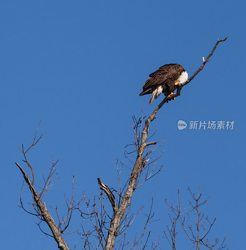 沮丧的秃鹰