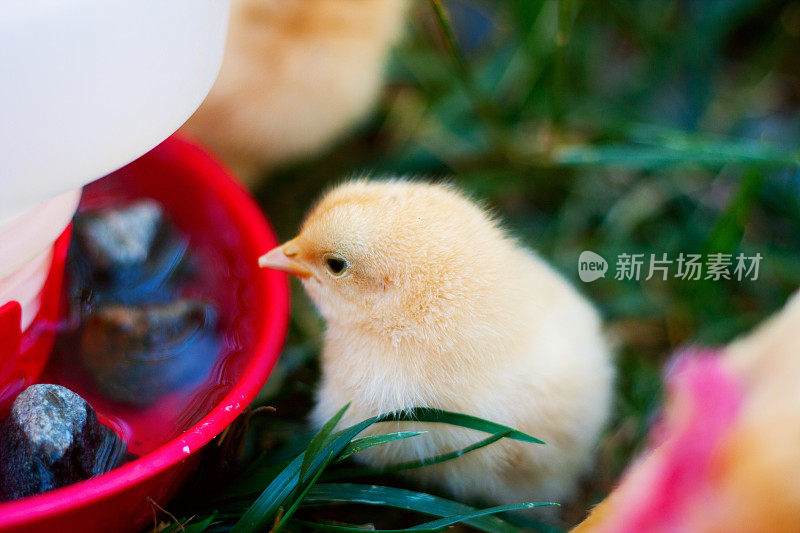 浅黄色奥尔平顿鸡小鸡