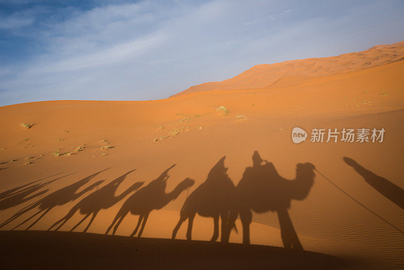 在撒哈拉沙漠徒步旅行的骆驼