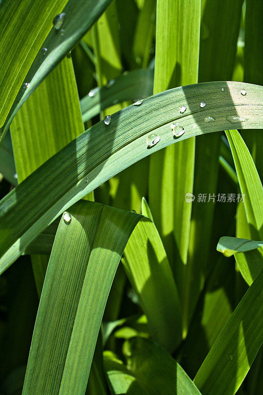 绿色潮湿的草叶背景