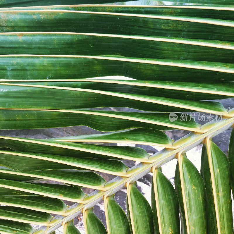 绿色棕榈叶自然背景夏威夷科纳大岛