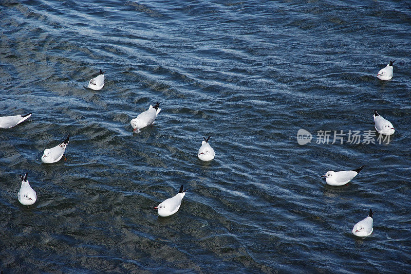 海面上漂浮的海鸥