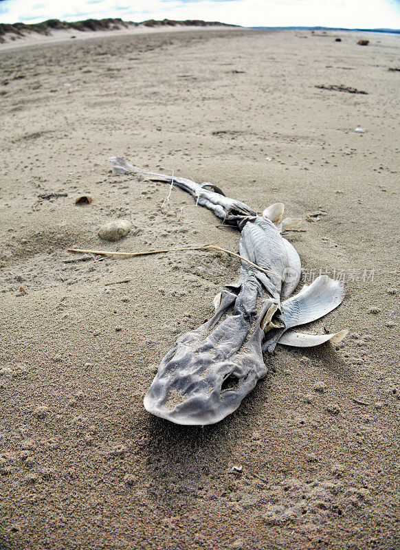 被冲上海滩的死狗鲨