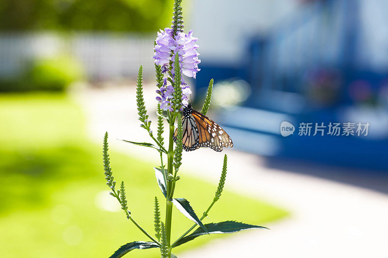 花上的帝王蝶