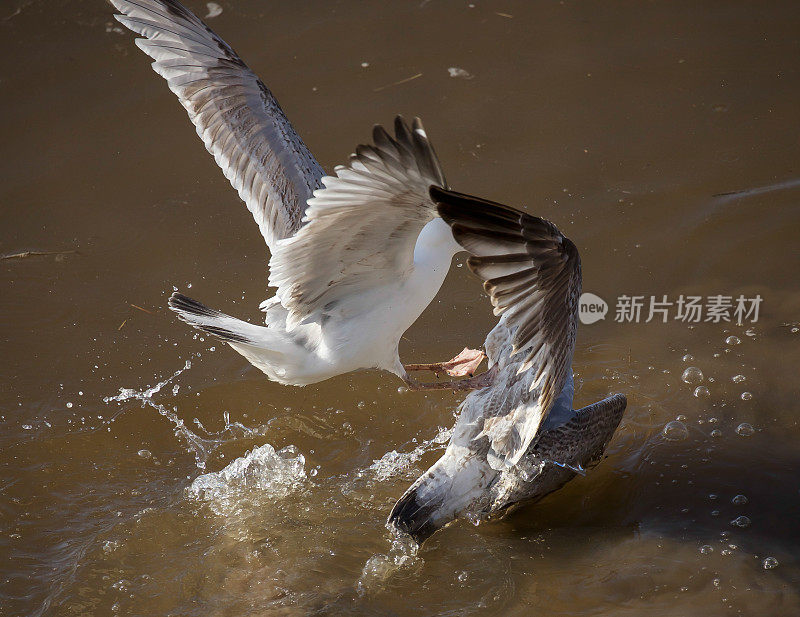 蓝绿色的海鸥