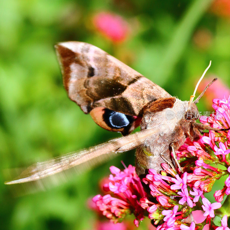 美丽的棕色杨树鹰蛾蝴蝶在缬草花上的宏