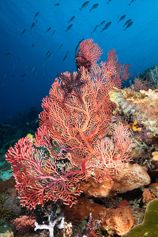 美丽的珊瑚花园，塔塔瓦贝萨尔东部，科莫多国家公园，印度尼西亚