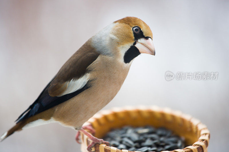 蜡嘴雀