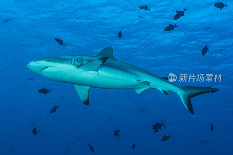 灰礁鲨，蓝角-帕劳
