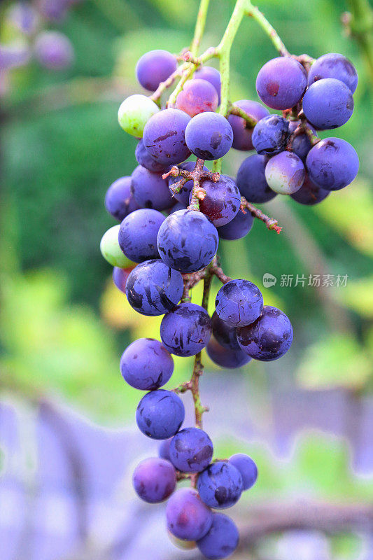 一串串彩色葡萄