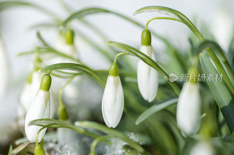 雪花莲