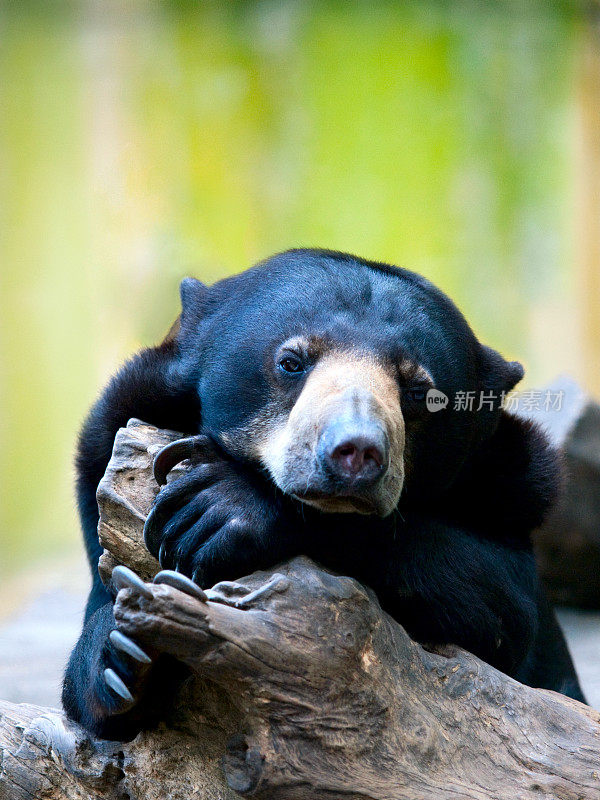 马来人的太阳熊。保护状态:濒临灭绝
