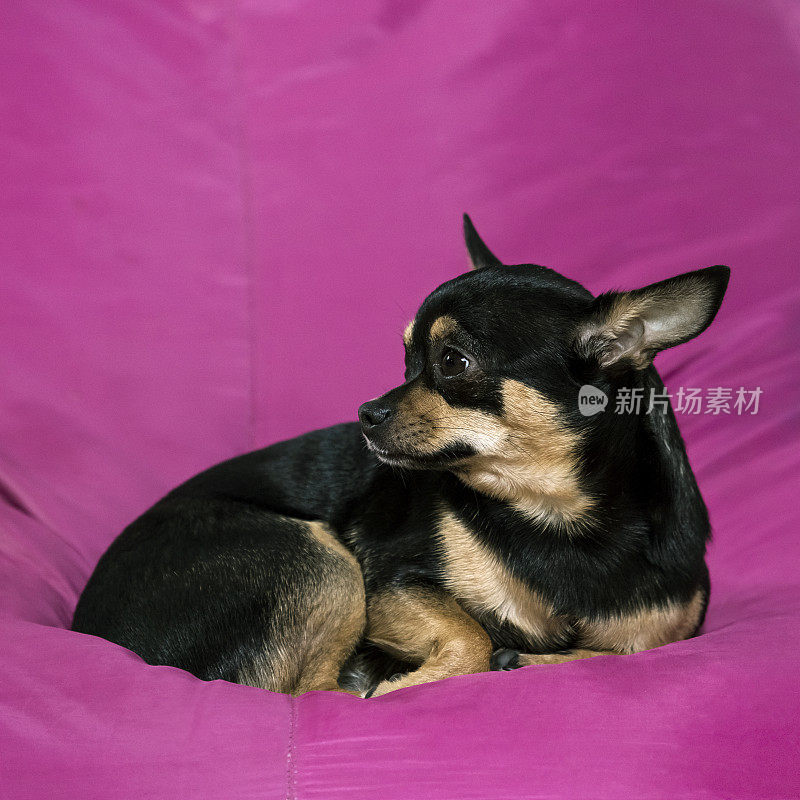 可爱的狗躺在紫色的沙发上