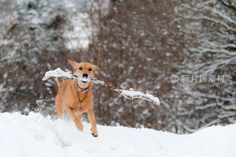 雪!