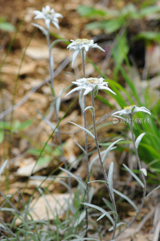 雪绒花(菊科)