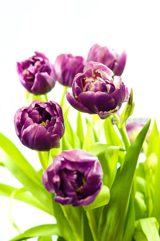 美丽的花束，新鲜，紫色切割郁金香孤立在白色