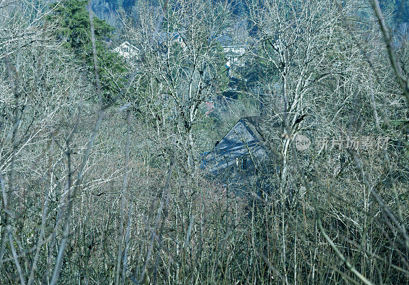 华盛顿州西雅图山谷山坡上树后的房子