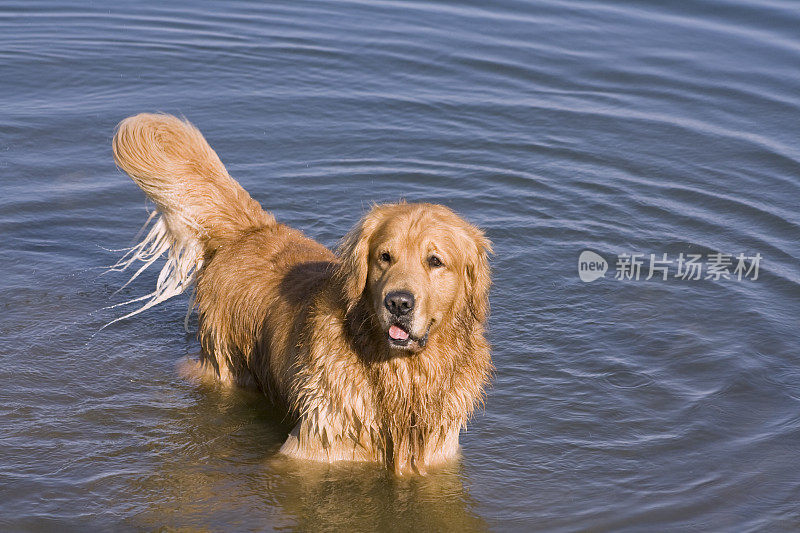 湖中的金毛寻回犬