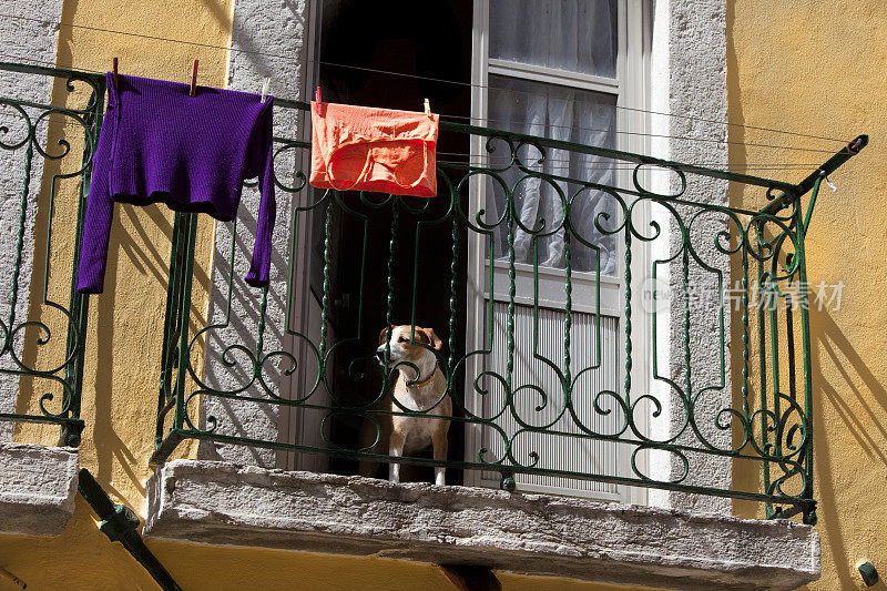 葡萄牙里斯本阳台上的狗