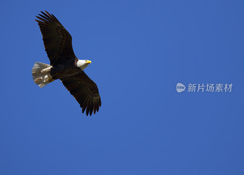 骄傲的美国白头鹰在纯净的蓝天上飞翔