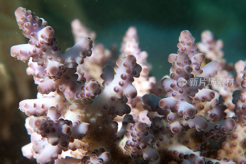 疣珊瑚