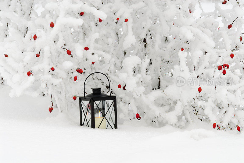 蔷薇在雪地里打着灯笼