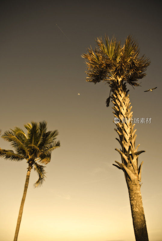 秋天的棕榈树与月亮和喷气式飞机的踪迹