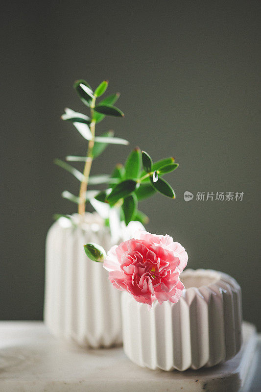 康乃馨和桉树叶装在漂亮的花瓶里