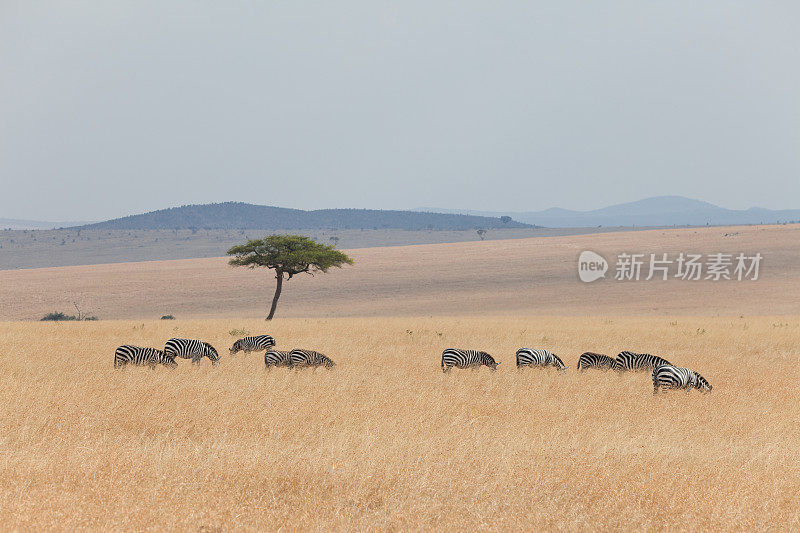 放牧斑马，马赛马拉，肯尼亚