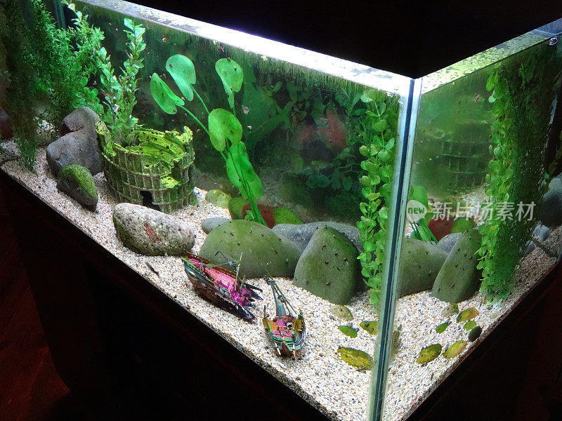 用塑料水族植物、蜗牛种植的鱼缸图片