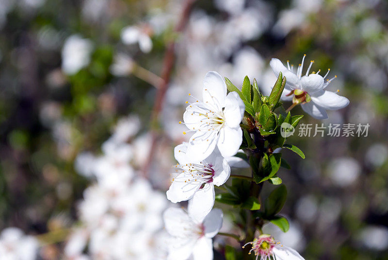 野生樱花