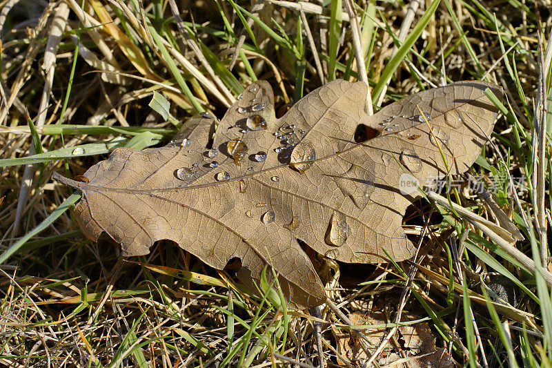干燥的棕色橡树叶在冬天有雨水滴