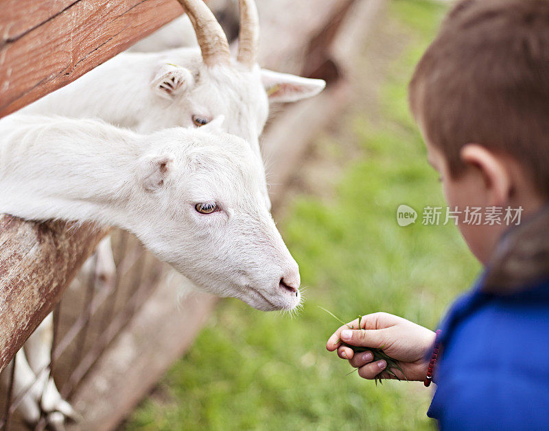 小男孩在宠物动物园喂山羊