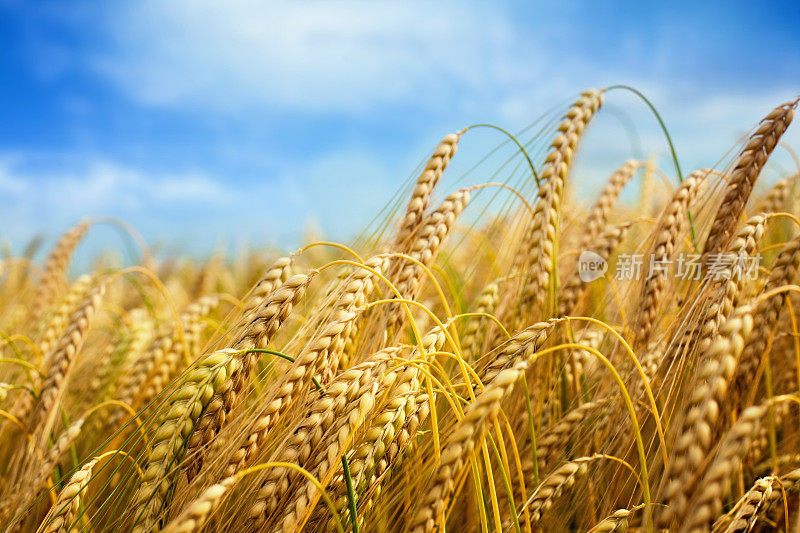 蓝天下成熟的小麦