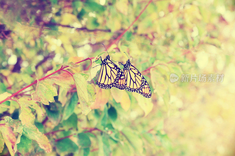 秋季迁徙的帝王蝶