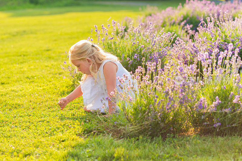 小女孩在欣赏薰衣草花