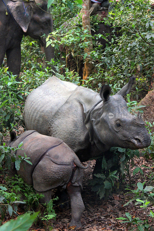 尼泊尔:奇旺国家公园的犀牛