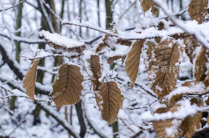 冰雪覆盖的冬季树木