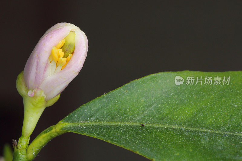 春芽在柠檬树宏