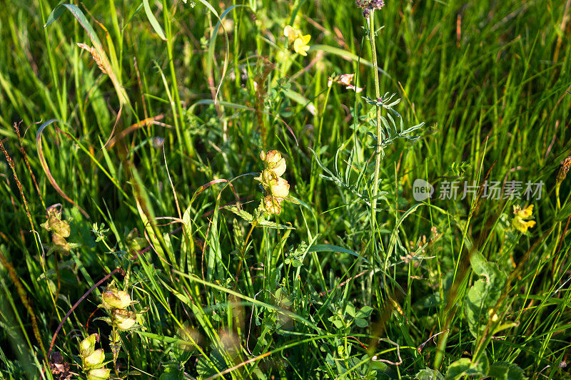 贝斯基山上的野花。夏天。