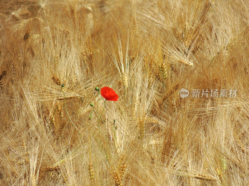 孤独的罂粟花