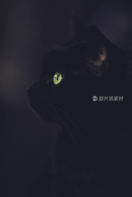 美丽的黑猫轮廓在黑暗的背景