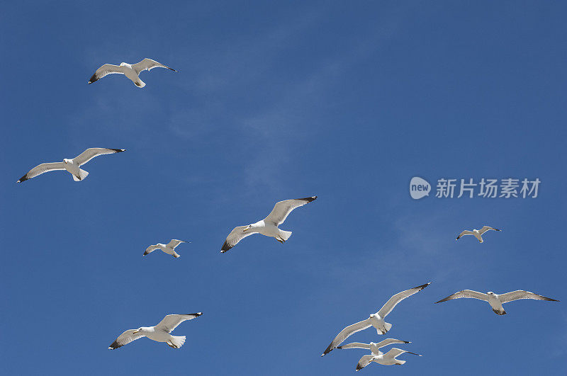 加利福尼亚海鸥在头顶飞过