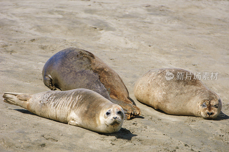 野生海豹在沙滩上休息