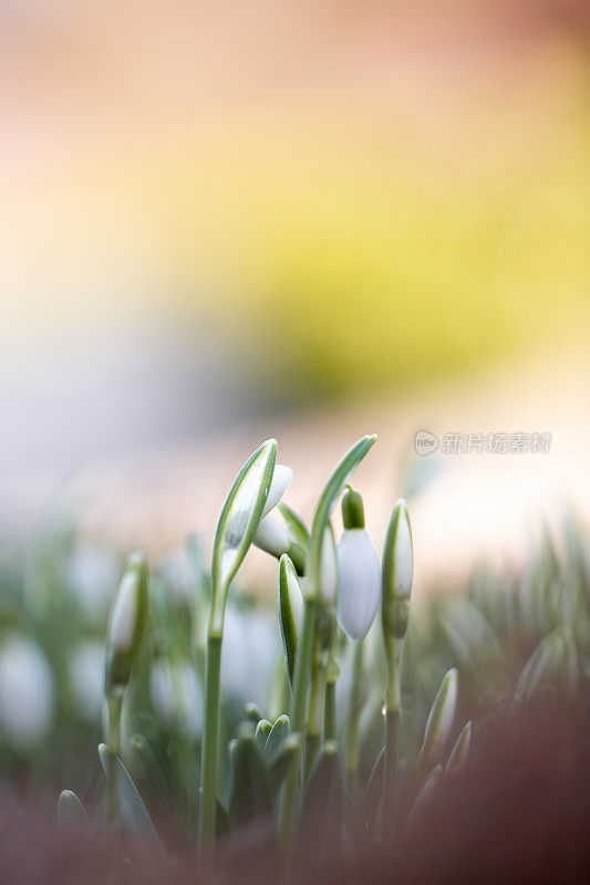 雪花莲(雪花)