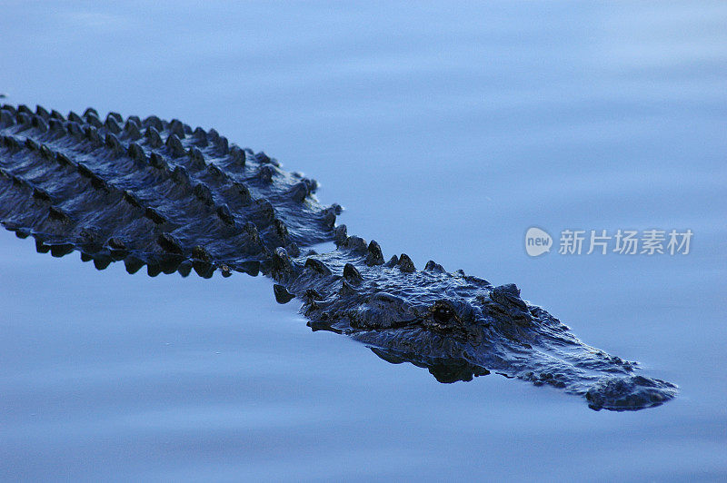 佛罗里达大沼泽地里潜伏着潜行的鳄鱼