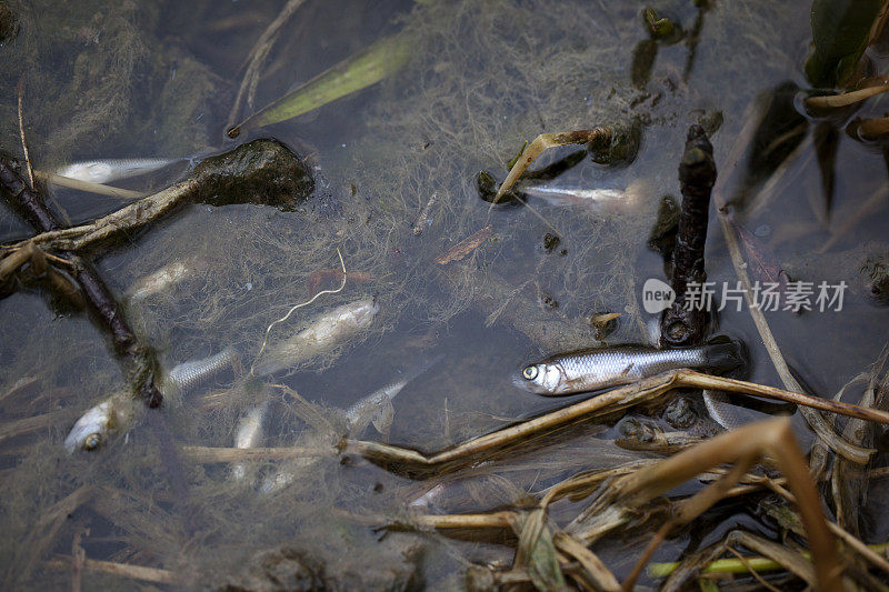 被污染的河流中的死鱼