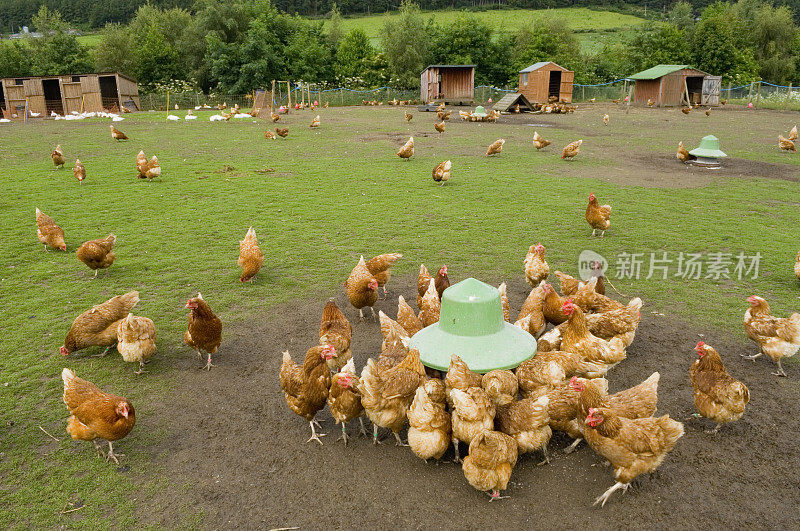 在田野里喂养的散养鸡群