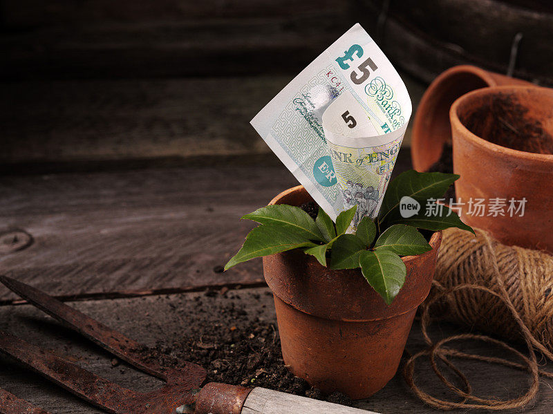 在花盆里种植五英镑钞票