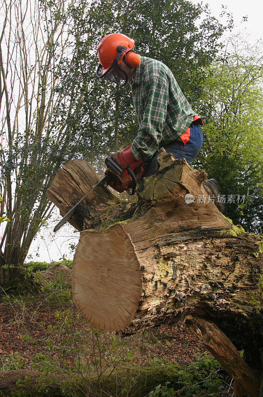 伐木工人砍树